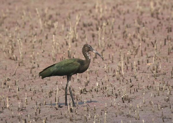 Ibis Face Blanche Plegadis Chihi — Photo