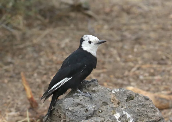 Pica Pau Cabeça Branca Fêmea Leuconotopicus Albolarvatus — Fotografia de Stock