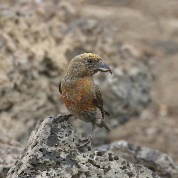Red Crossbill Immature Male Loxia Curvirostra — Stock Photo, Image