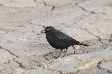 Brewer 's Blackbird (erkek) (euphagus siyanocephalus))