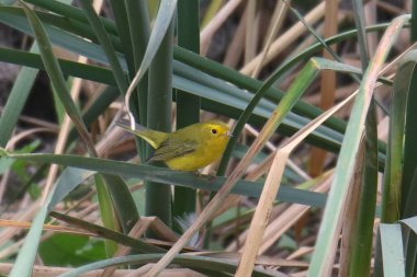 Wilson Warbler (kadın) (cardellina pusilla))