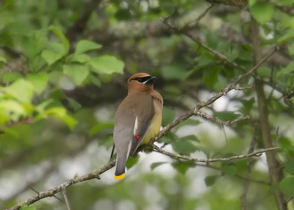 Zedernschwinge Bombycilia Cedrorum — Stockfoto