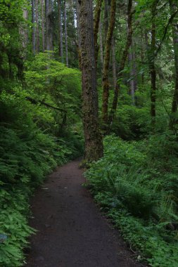 Ten Falls Yolu, Silver Falls Eyalet Parkı, Oregon