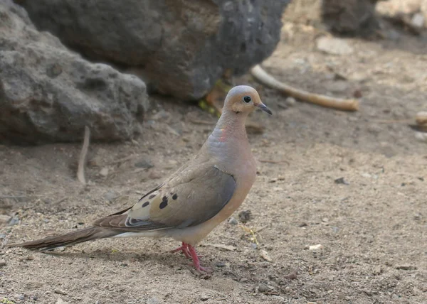 Trauertaube Zenaida Macroura — Stockfoto