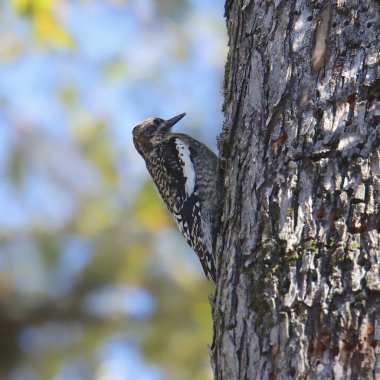 Sarı karınlı Sapsucker (olgunlaşmamış) (sphyrapicus varius))