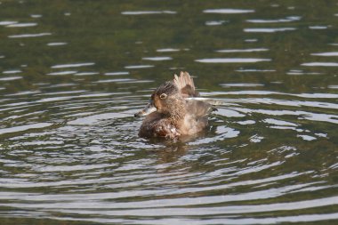 Halka boyunlu Ördek (dişi)