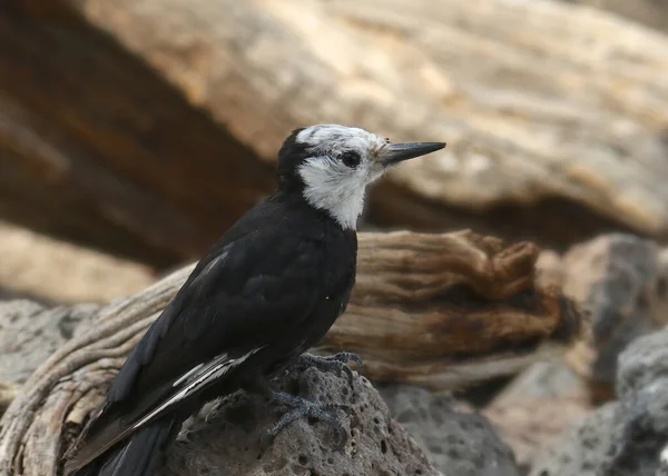 Белоголовый Дятел Самка Leuconotopicus Albolarvatus — стоковое фото