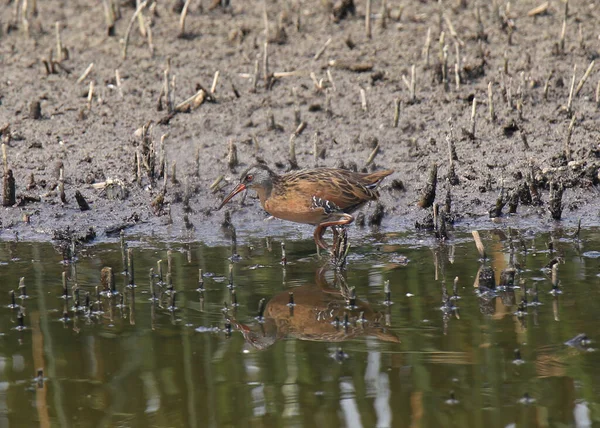 Virginia Rail Rufous Throat — Stockfoto