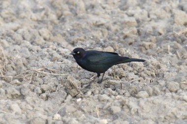 Brewer 's Blackbird (euphagus siyanocephalus)