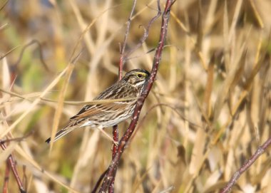 Savannah Sparrow (gelip geçici olarak geçenler)