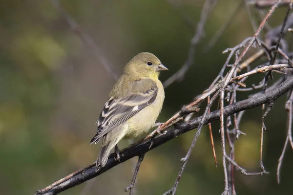 American Goldfinch Spinus Tristis Macho Não Reprodutor — Fotografia de Stock