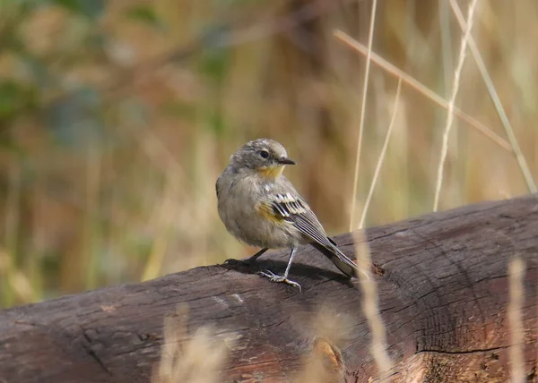 Sárga Pacsirta Audubon Nőstény Setophaga Coronata — Stock Fotó