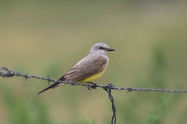 Batı Kingbird (tyrannus verticalis)