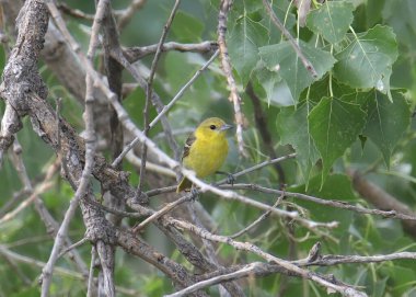 Orchard Oriole (kadın) (icterus spurius))