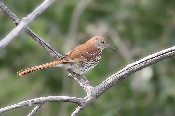 Barna Thrasher Toxostoma Rufum — Stock Fotó