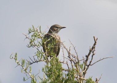 Sage Thrasher (oreoskoptes montanus) bir çalılığın tepesine tünemişti.
