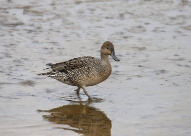 Kuzey Pintail (dişi) (ananas acutas) sığ suda duruyor