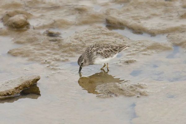 Wasserläufer Calidris Minutilla Auf Nahrungssuche Watt — Stockfoto