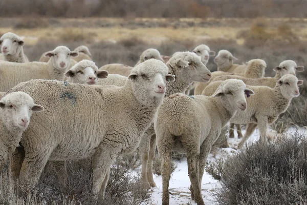 Herd Columbia Sheep Ovis Aries Snowy Prairie — Stock Photo, Image