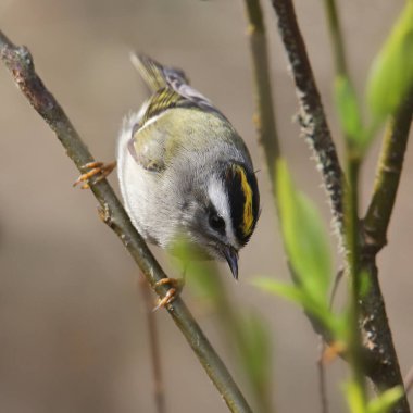 Altın kaplama Kinglet (regulus strapa)