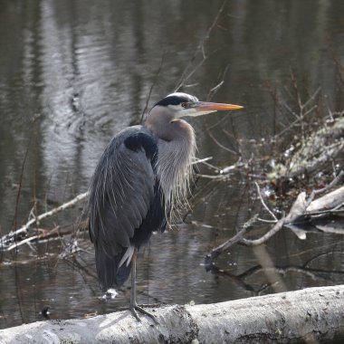 Büyük Mavi Balıkçıl (ardea herodias)