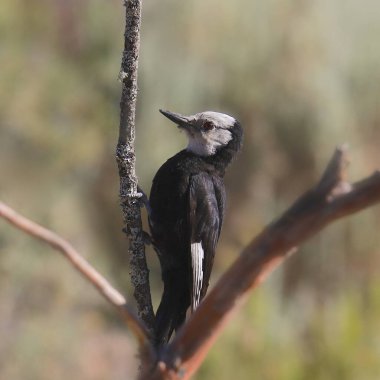 Beyaz başlı ağaçkakan (dişi) (leuconotopicus albolarvatus)
