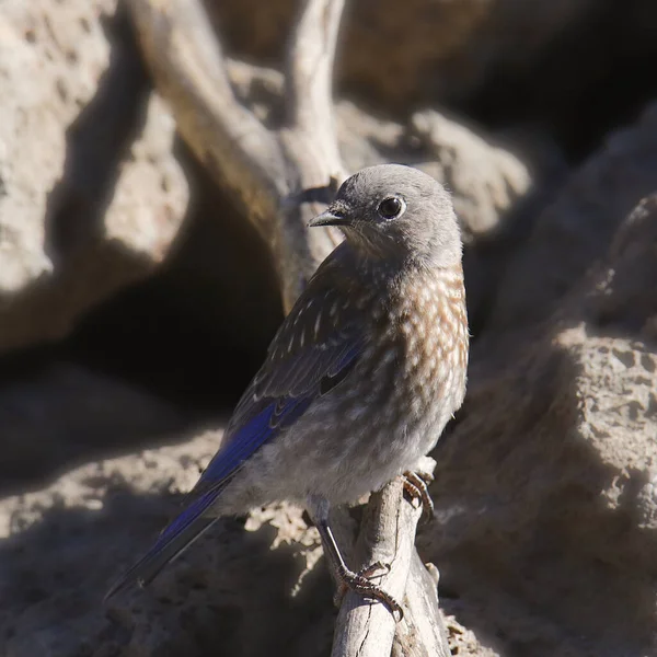 Westlicher Blauvogel Unreif Sialia Mexicana — Stockfoto