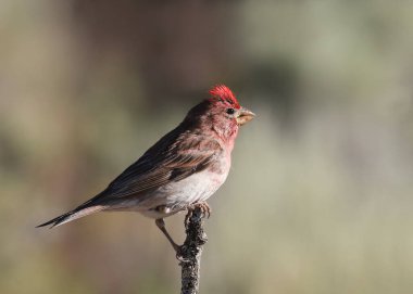 Cassin's Finch (male) (haemorhous cassini) clipart