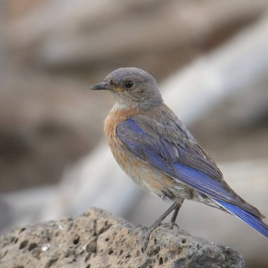 Batı Bluebird (kadın) (sialia mexicana)