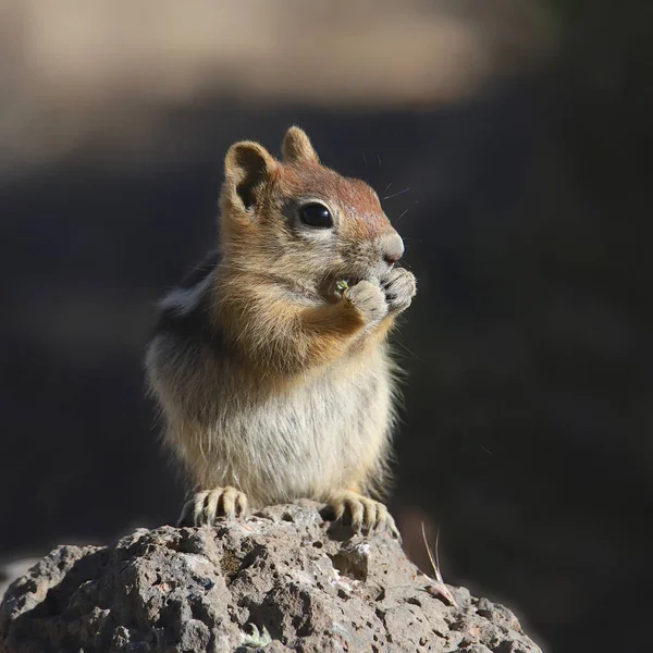 Écureuil Gris Callospermophilus Lateralis — Photo