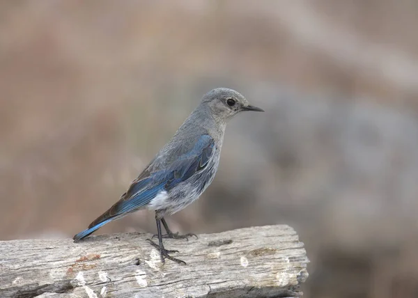 Merle Bleu Des Montagnes Femelle Sialia Currucoides — Photo