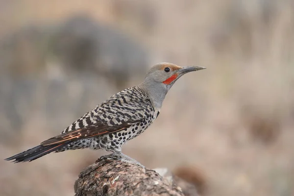 Északi Villogó Vörös Aknás Hím Colaptus Auratus — Stock Fotó