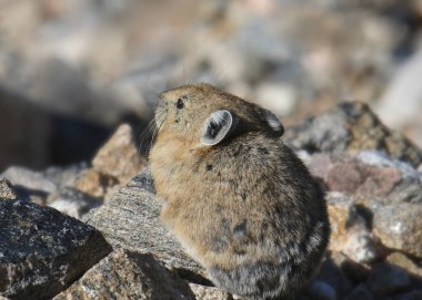 Pika (ochonta princeps) bazı kayaların arasında oturuyor
