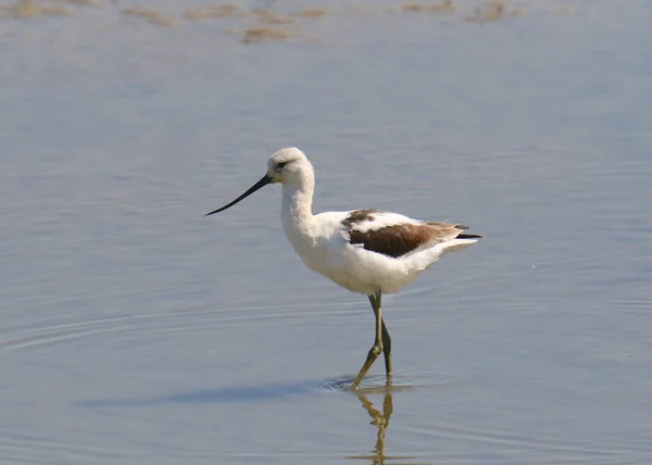 Avocet Amérique Non Reproducteur Recurvirostra Americana — Photo