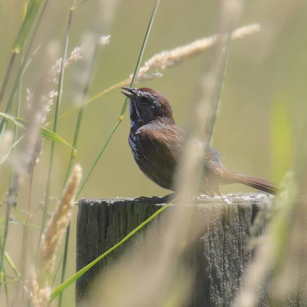 Singsperling Melospiza Melodia — Stockfoto