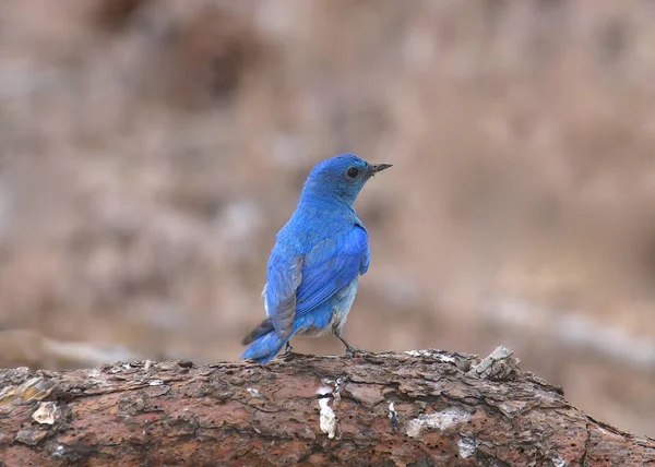 Pássaro Azul Macho Sialia Currucoides — Fotografia de Stock