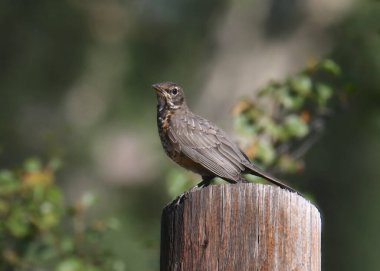 Amerikalı Robin (olgunlaşmamış) (Turdus migratorius) tahta bir direğe tünemiş.