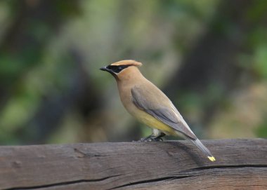 Cedar Waxwing (bombycilia cedrorum)