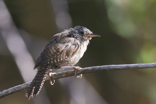 Casa Wren Troglodytes Aedon — Fotografia de Stock