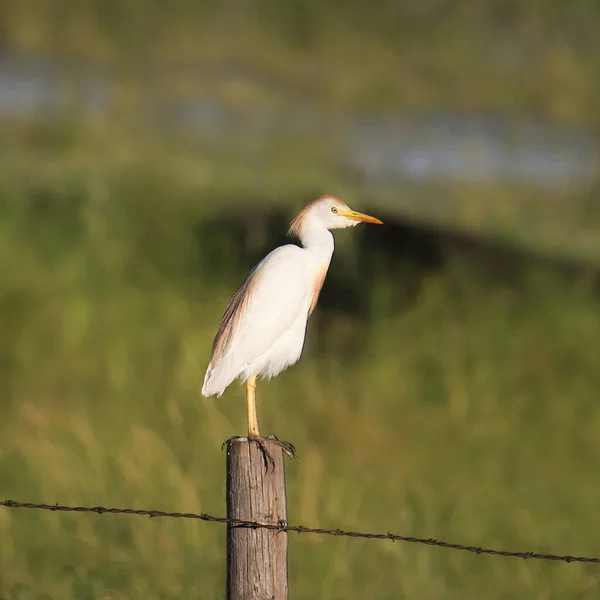 Cattle Egret (breeding) (bubulcus ibis) standing on a fence post among some cattle