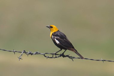 Sarı başlı Karatavuk (erkek) (xanthocephalus) dikenli tellerin üzerine tünemiştir.