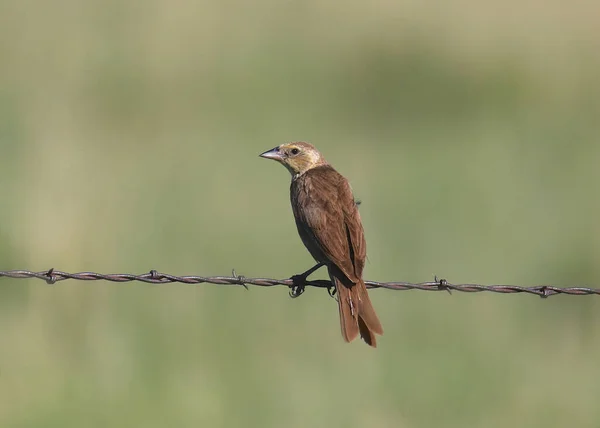 Žlutovlasý Kos Samice Xanthocephalus Xanthocephalus Usazený Vlákně Ostnatého Drátu — Stock fotografie