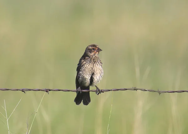 Roodvleugelige Merel Vrouwtje Agelaius Phoeniceus Een Streng Prikkeldraad — Stockfoto