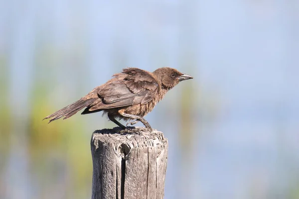 Grackle Comune Maschio Immaturo Quiscalus Quiscula — Foto Stock