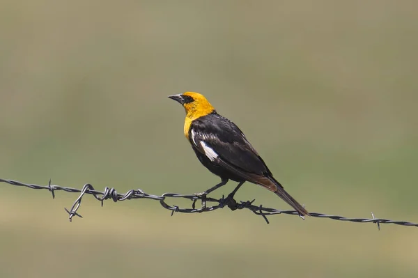 Žlutovlasý Kos Samec Xanthocephalus Usazený Vlákně Ostnatého Drátu — Stock fotografie