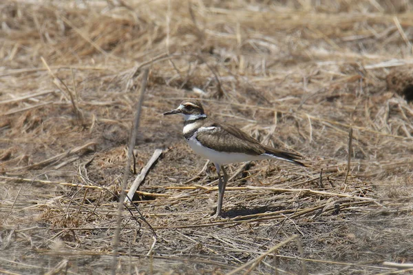 Ciervo Charadrius Vociferus Pie Entre Algunos Palos Secos — Foto de Stock