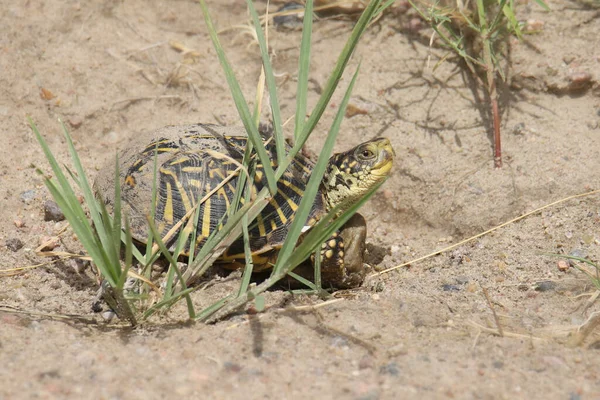 Eastern Box Turtle Female Terrapene Carolina Carolina — Stock Photo, Image