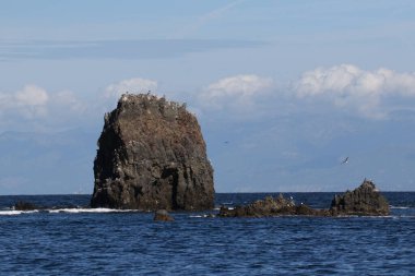 Anacapa Adası yakınlarındaki kuş kayası, Channel Adaları Ulusal Parkı, Kaliforniya
