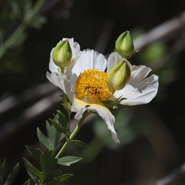 Matilija Poppy Romneya Coulteri — Foto Stock