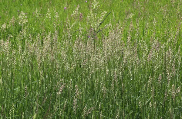 Närbild Vissa Blommande Gräs — Stockfoto